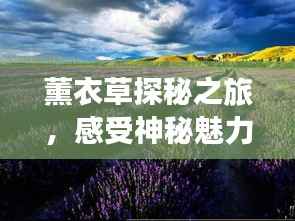 薰衣草探秘之旅，感受神秘魅力的图片之旅