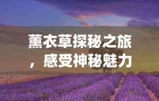 薰衣草探秘之旅,感受神秘魅力的图片之旅
