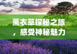 薰衣草探秘之旅,感受神秘魅力的图片之旅