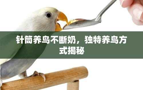 针筒养鸟不断奶,独特养鸟方式揭秘