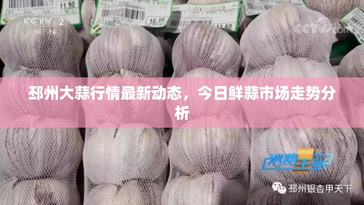 邳州大蒜行情最新动态，今日鲜蒜市场走势分析