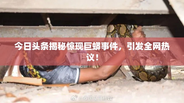 今日头条揭秘惊现巨蟒事件,引发全网热议!