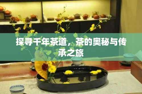 探寻千年茶道,茶的奥秘与传承之旅