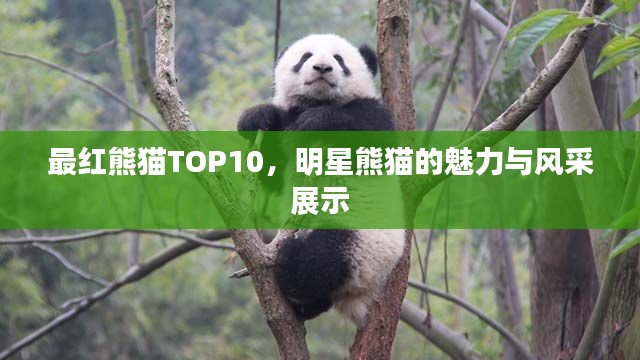 最红熊猫TOP10，明星熊猫的魅力与风采展示