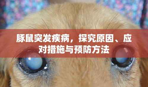 豚鼠突发疾病，探究原因、应对措施与预防方法