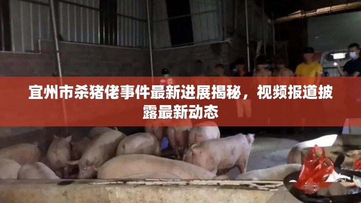 宜州市杀猪佬事件最新进展揭秘,视频报道披露最新动态