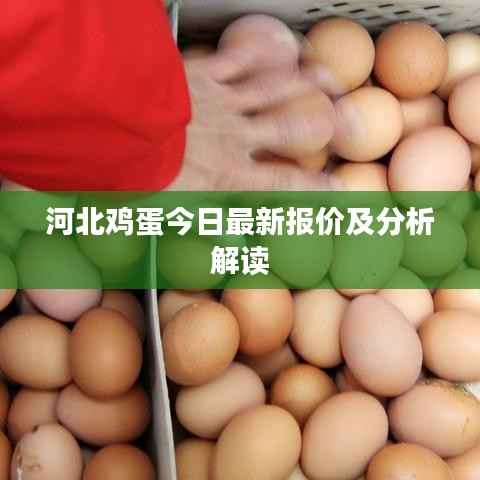 河北鸡蛋今日最新报价及分析解读