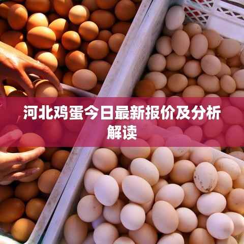 河北鸡蛋今日最新报价及分析解读