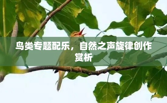 鸟类专题配乐,自然之声旋律创作赏析