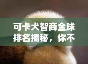 可卡犬智商全球排名揭秘,你不知道的惊人真相!