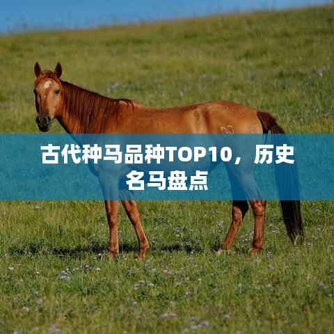 古代种马品种TOP10,历史名马盘点