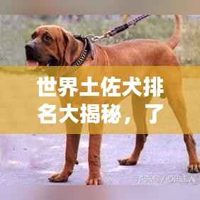 世界土佐犬排名大揭秘,了解这一犬种的独特魅力与地位