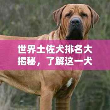 世界土佐犬排名大揭秘,了解这一犬种的独特魅力与地位