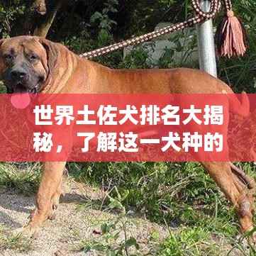 世界土佐犬排名大揭秘,了解这一犬种的独特魅力与地位