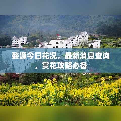 婺源今日花况,最新消息查询,赏花攻略必备