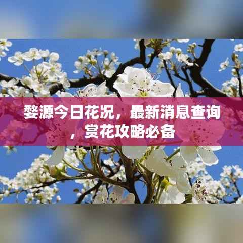 婺源今日花况,最新消息查询,赏花攻略必备