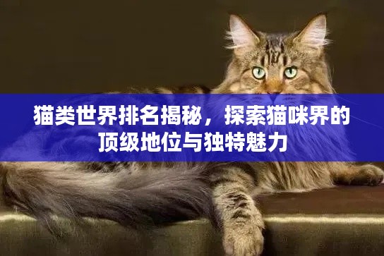 猫类世界排名揭秘,探索猫咪界的顶级地位与独特魅力