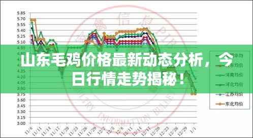山东毛鸡价格最新动态分析,今日行情走势揭秘!