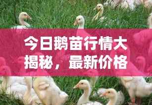 今日鹅苗行情大揭秘，最新价格走势分析