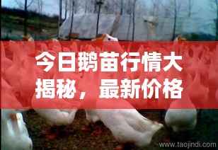 今日鹅苗行情大揭秘,最新价格走势分析