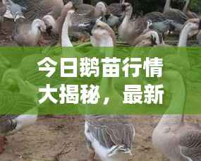 今日鹅苗行情大揭秘,最新价格走势分析