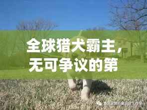 全球猎犬霸主,无可争议的第一地位与超凡能力