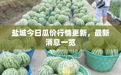盐城今日瓜价行情更新,最新消息一览