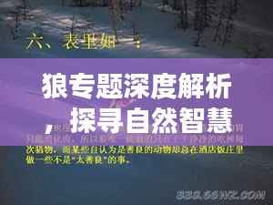 狼专题深度解析,探寻自然智慧与人生启示