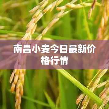 南昌小麦今日最新价格行情