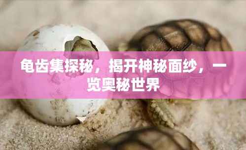 龟齿集探秘,揭开神秘面纱,一览奥秘世界