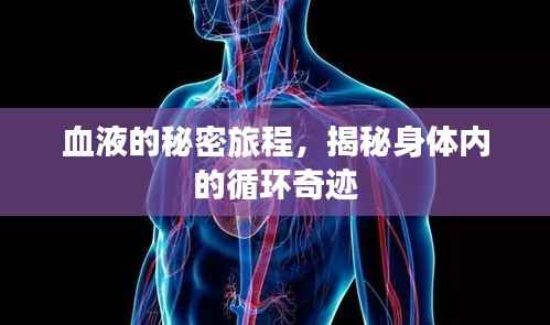 血液的秘密旅程,揭秘身体内的循环奇迹